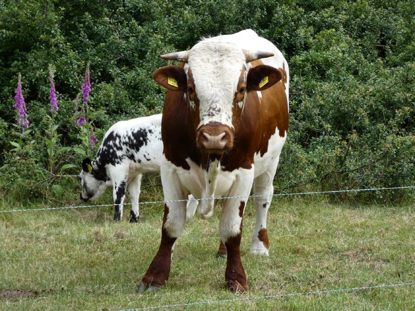 Bulle der Pustertaler Sprinzen